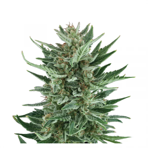 Royal Cheese Automatic 3x Cannabissamen – Bild 2