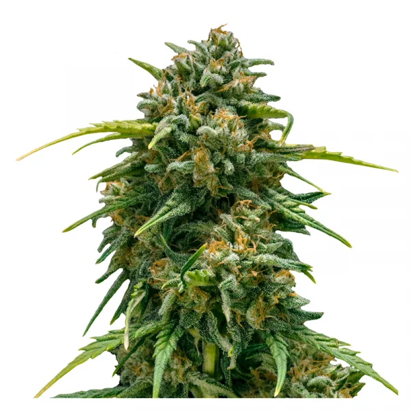 Sweet Skunk Automatic 3x Cannabissamen – Bild 2