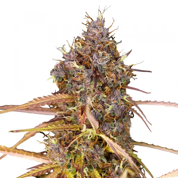 Purple Queen Automatic 3x Cannabissamen - USA Premium – Bild 2