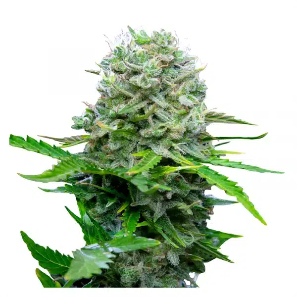 Royal Bluematic 3x Cannabissamen – Bild 2