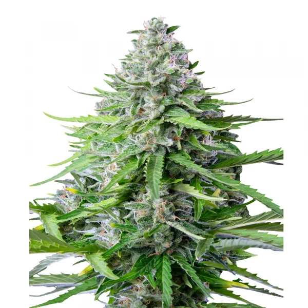 Royal Cookies Automatic 3x Cannabissamen - USA Premium – Bild 2