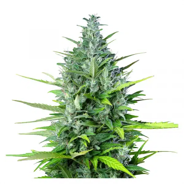 Royal Haze Automatic 3x Cannabissamen – Bild 2