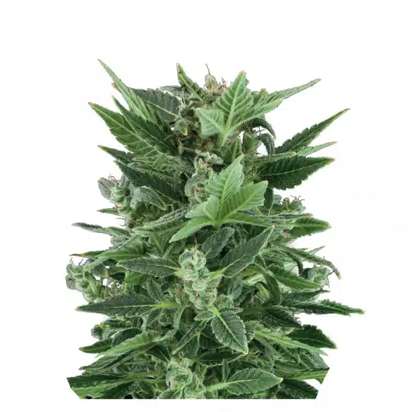 Royal Kush Automatic 3x Cannabissamen – Bild 2